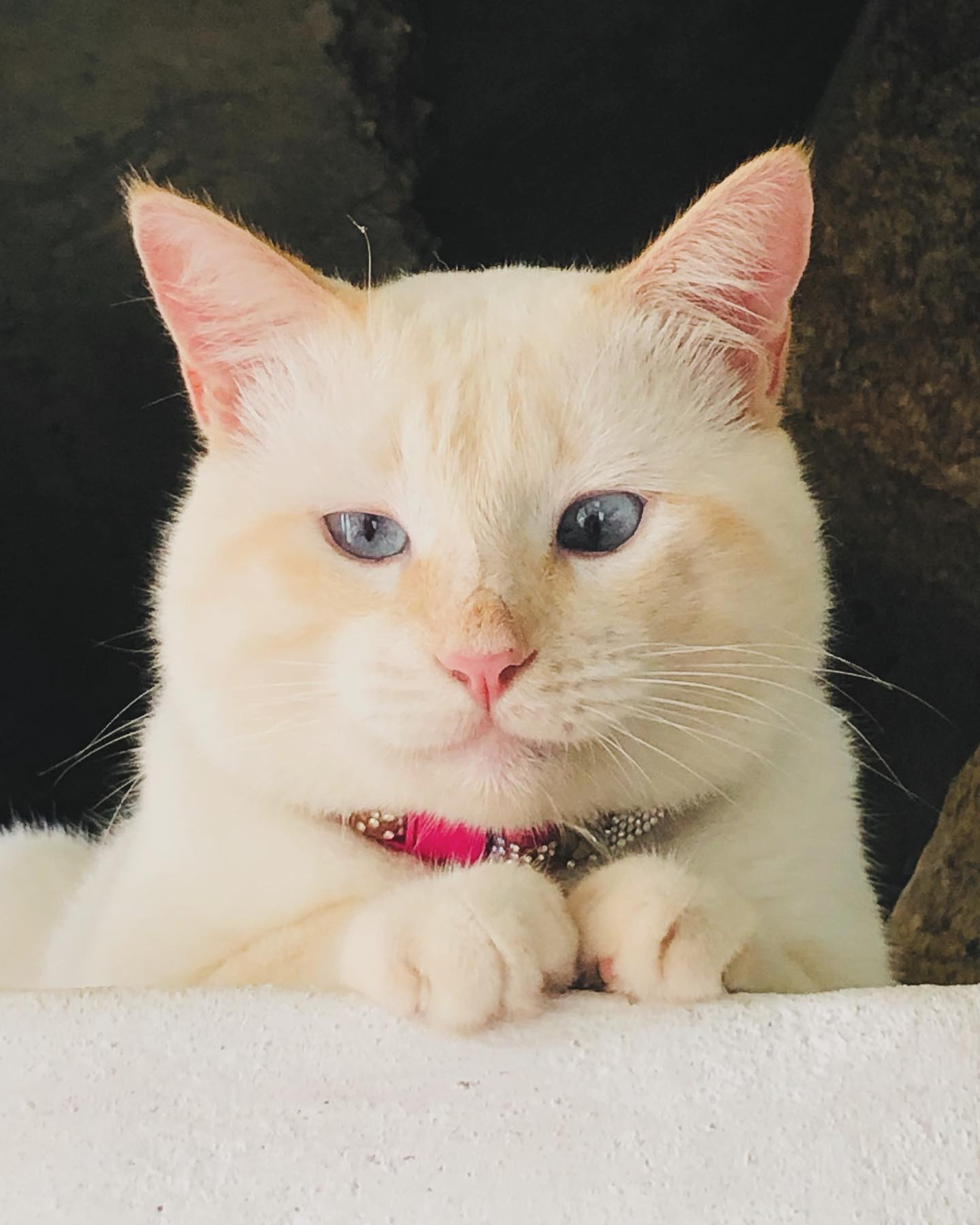 A white cat with pale blue eyes resting on a sunlit wall