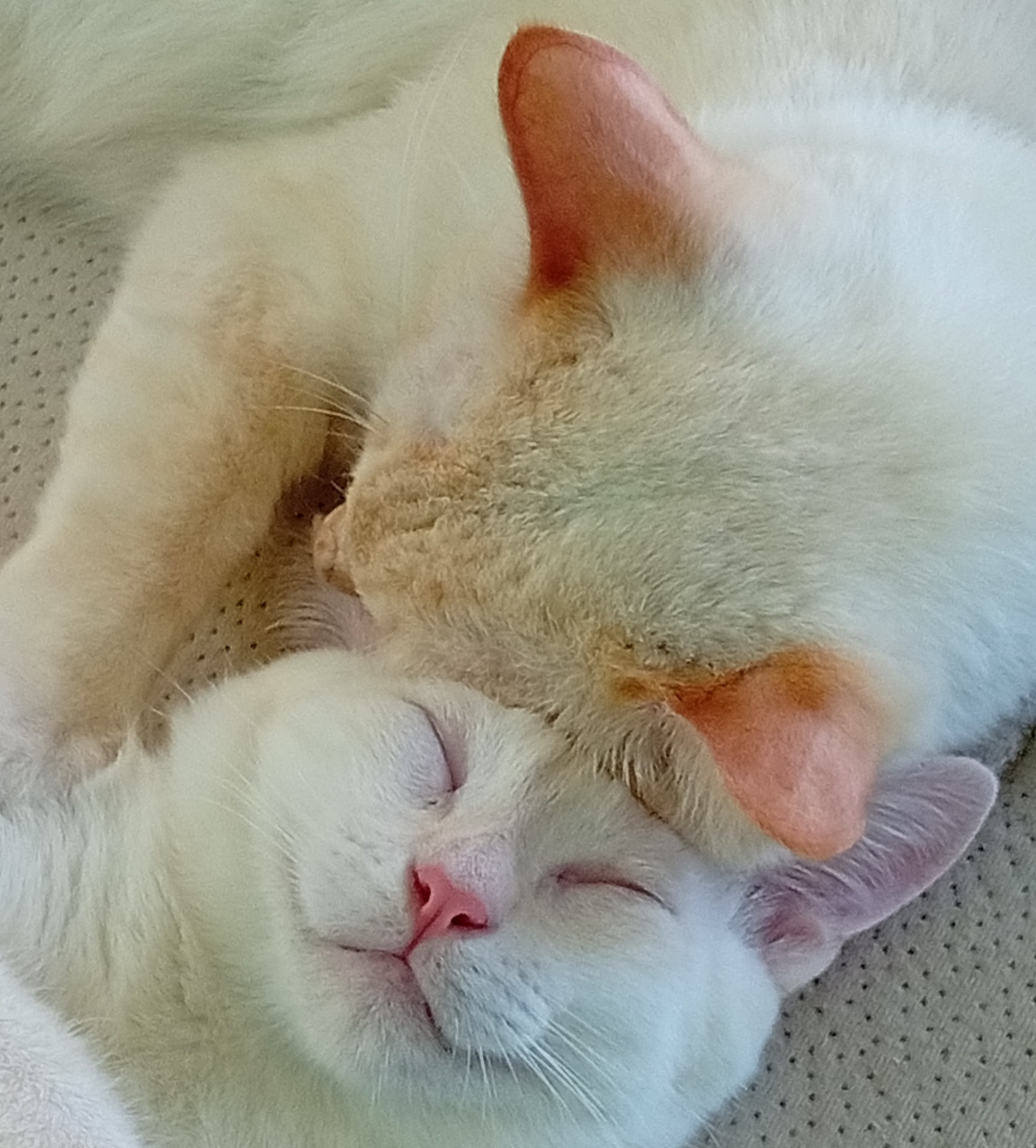 Two white cats curled up asleep together