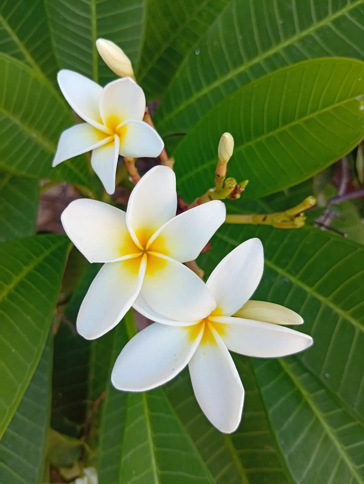 White plumeria flowers in soft morning light